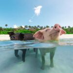 Paradise Island: Rose Island Tour with Swimming Pigs & Lunch - Practical Details and Tips