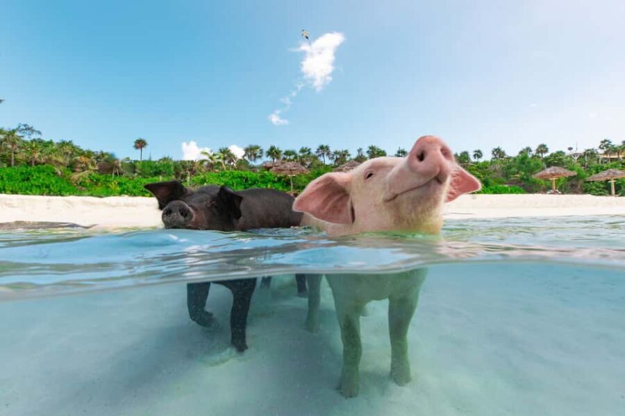 Paradise Island: Rose Island Tour with Swimming Pigs & Lunch - Practical Details and Tips