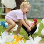 Paradise Park Farm Entry Ticket with Transfer - What You Can Expect Throughout the Day