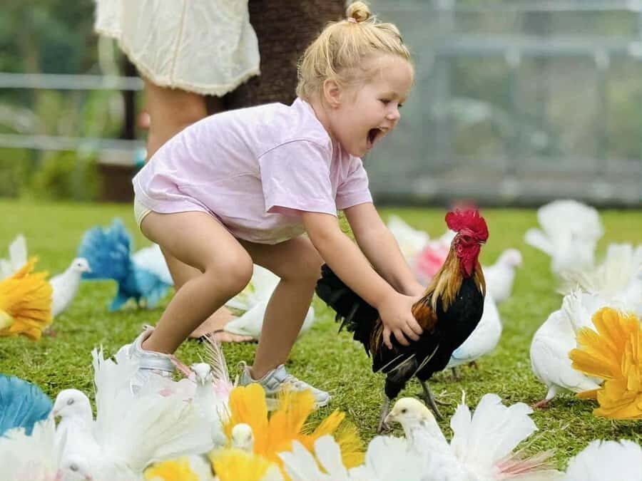 Paradise Park Farm Entry Ticket with Transfer - What You Can Expect Throughout the Day