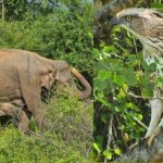 Paradise Sigiriya,Kandy,Nuwara eliya,Ella(Udawalawe/Yala)Tours - Authentic Experiences and Practical Insights