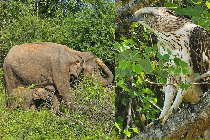 Paradise Sigiriya,Kandy,Nuwara eliya,Ella(Udawalawe/Yala)Tours - Authentic Experiences and Practical Insights