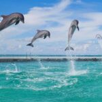 Party Boat / Fiesta En Catamarán En Punta Cana / Free Drinks - Practical Details and What It Means for You