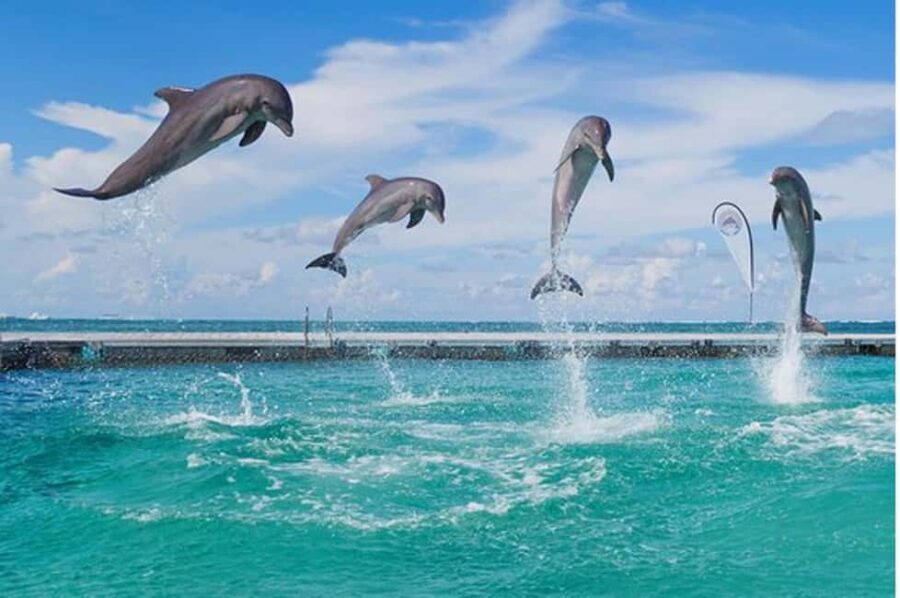 Party Boat / Fiesta En Catamarán En Punta Cana / Free Drinks - Practical Details and What It Means for You