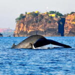Pasikuda to Trincomalee: Whale & Dolphin Safari + Transport - Good To Know