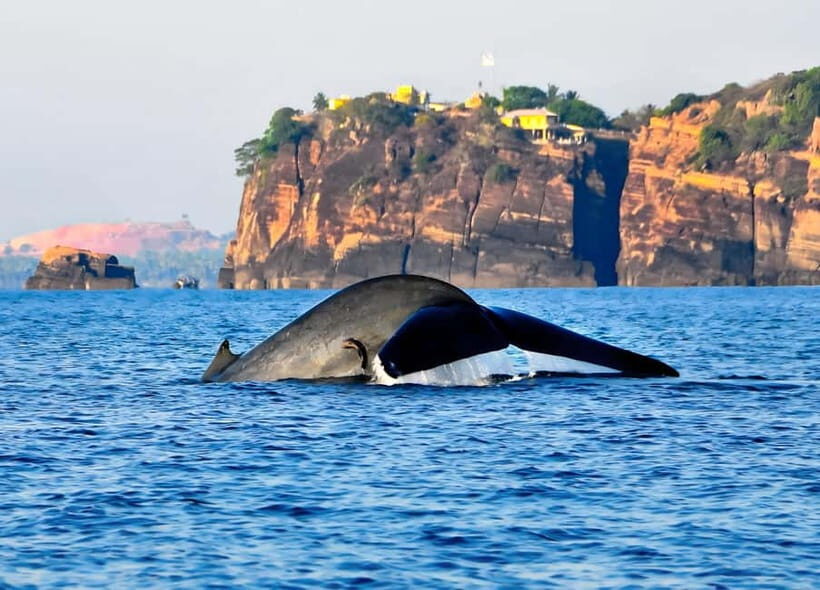 Pasikuda to Trincomalee: Whale & Dolphin Safari + Transport - What to Expect on the Tour