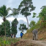 Patong Highlight Elephant Sanctuary with Guide Tour - The Itinerary in Detail