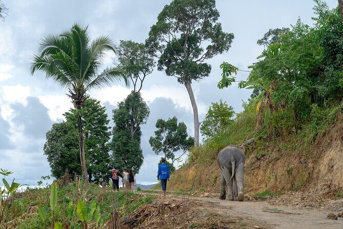 Patong Highlight Elephant Sanctuary with Guide Tour - The Itinerary in Detail