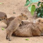 Pattaya: Khao Kheow Zoo & J-Park Japanese Village Day Trip - Who Is This Tour Best For?