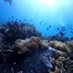 Pattaya: Snorkeling and Scuba Diving (For First Timer) - What Makes This Tour Stand Out?