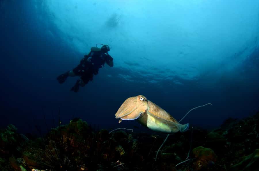 Pattaya: Snorkeling and Scuba Diving (For First Timer) - Starting Point: Thai Ocean Academy Pattaya