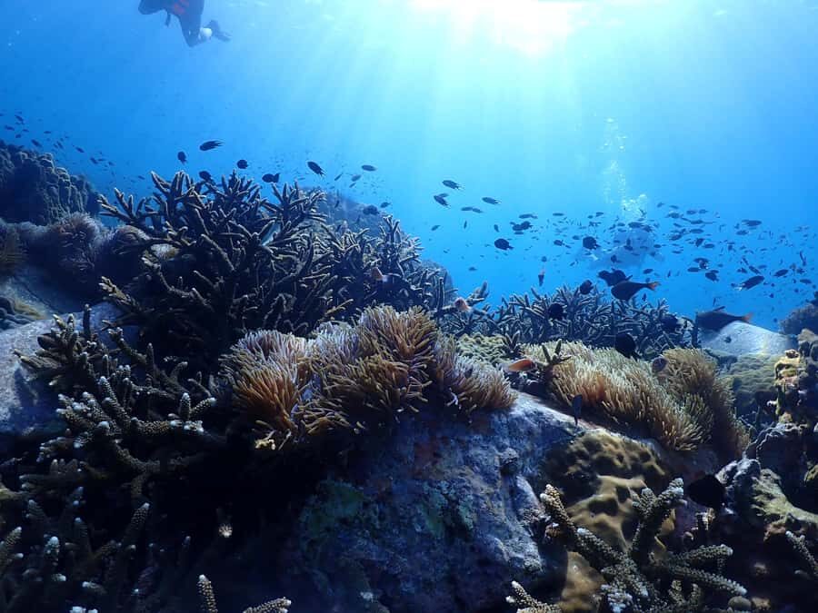 Pattaya: Snorkeling and Scuba Diving (For First Timer) - What Makes This Tour Stand Out?