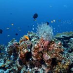 Pattaya: Try Dive with 2 Ocean Dives (For First Timer) - Why This Tour Offers Great Value