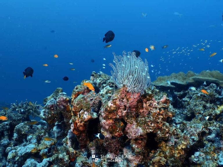 Pattaya: Try Dive with 2 Ocean Dives (For First Timer) - Why This Tour Offers Great Value