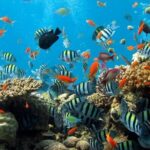 Pattaya Underwater World Admission Ticket - Final Thoughts: Is It Worth Your Time?