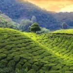 Pekoe Trail 18-22: Guided 7 Day Trail with Hotels &Transfers - What to Expect and Why It Matters