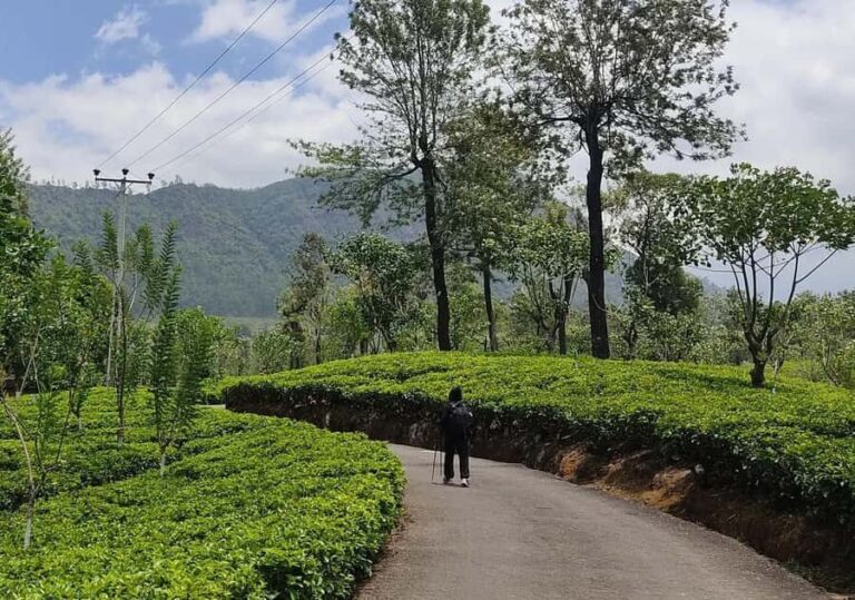 Pekoe Trail Stage 5 Guided Hike (Pundaluoya-Watagoda) - The Itinerary Breakdown: What Makes Each Part Special