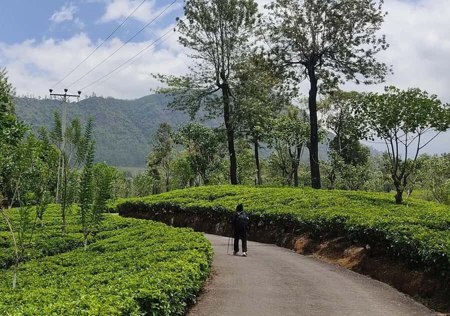Pekoe Trail Stage 5 Guided Hike (Pundaluoya-Watagoda) - The Itinerary Breakdown: What Makes Each Part Special
