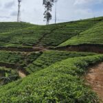 Pekoe Trail Stage 6 Guided Hike (Watagoda-Kotagala) - What to Expect on the Tour