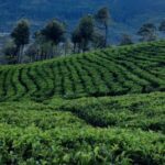 Pekoe Trail Stage 8 Guided Hike (Norwood-Bogawantalawa) - Transportation, Timing, and Practical Details