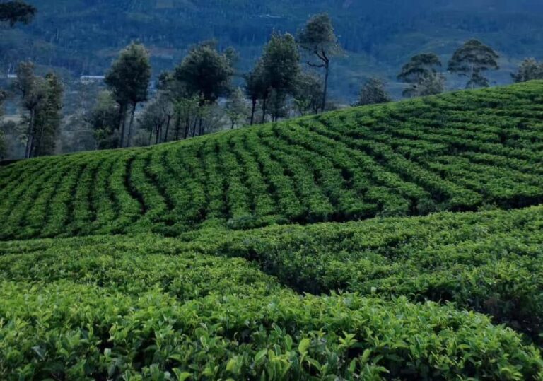 Pekoe Trail Stage 8 Guided Hike (Norwood-Bogawantalawa) - Transportation, Timing, and Practical Details