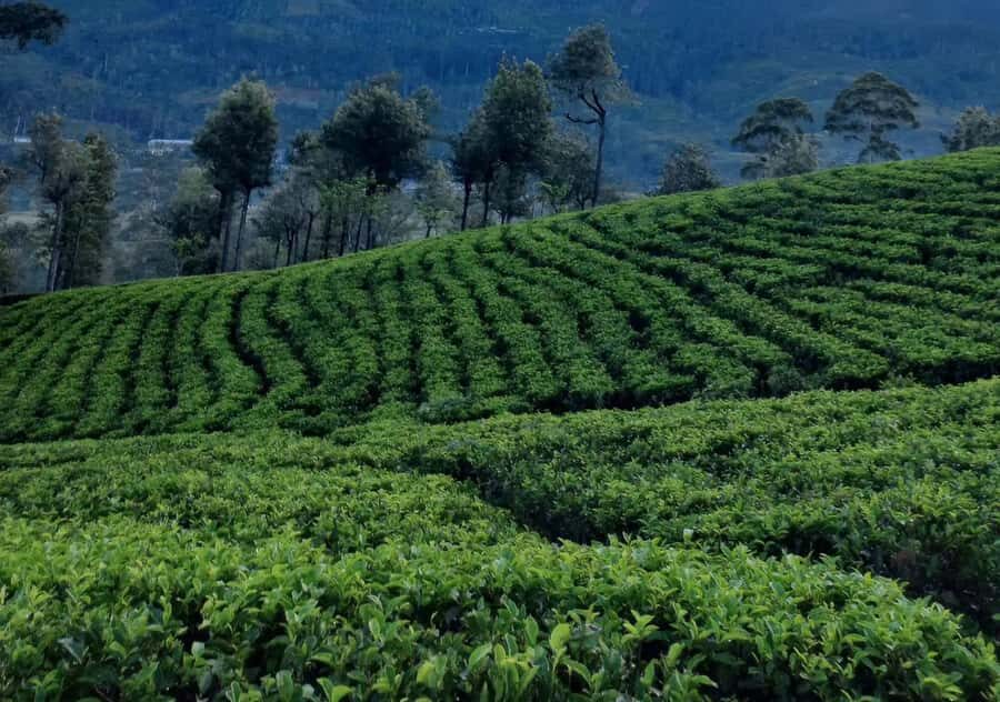 Pekoe Trail Stage 8 Guided Hike (Norwood-Bogawantalawa) - Transportation, Timing, and Practical Details