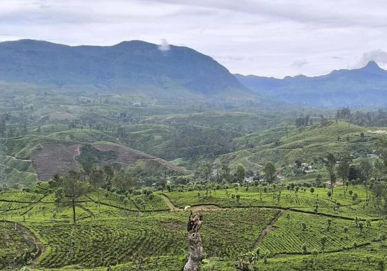 Pekoe Trail Stage 8 Guided Hike (Norwood-Bogawantalawa) - Why Choose This Trek?