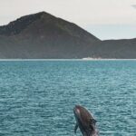 Pelorus Mail Boat Sunday Scenic Cruise  Full-Day from Havelock - Dillon Bell Reserve Bush Walk