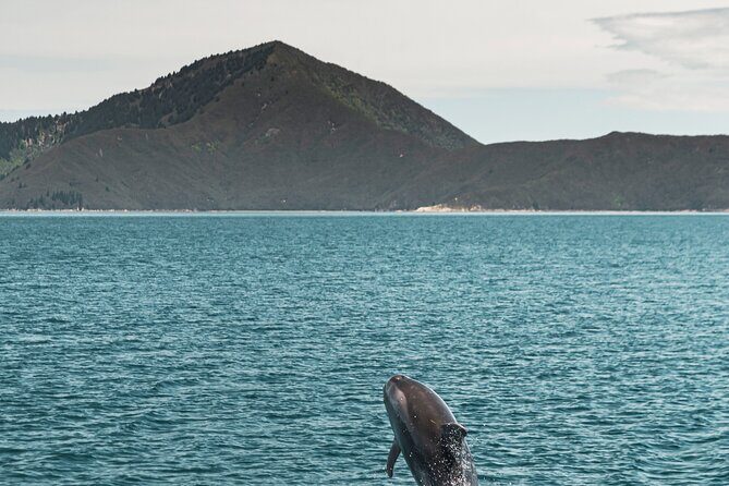 Pelorus Mail Boat Sunday Scenic Cruise  Full-Day from Havelock - Dillon Bell Reserve Bush Walk