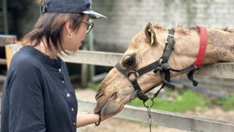 Penang: Balik Pulau Batik Painting & Mini Zoo Petting - Audi Dream Farm: Animal Encounters and Farm Fresh Flavors