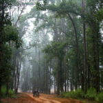 Pench National Park: Skip the Line Access to Jungle Safari - What to Expect from Your Jungle Safari