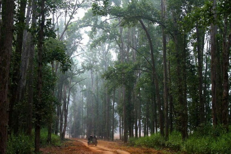 Pench National Park: Skip the Line Access to Jungle Safari - What to Expect from Your Jungle Safari