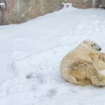 Penguin Fun & Snowmobile : Sapporo Winter (Asahiyama Zoo) - Practical Tips for Booking and Enjoying the Tour