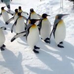 Penguins, Countryside & Fairytale VillageSapporo Day Trip - Exploring the Itinerary in Detail