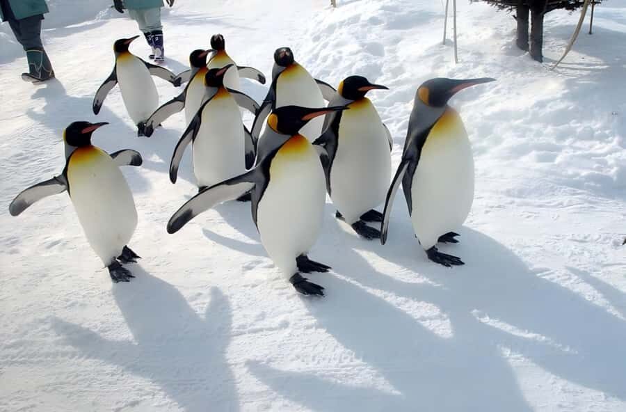 Penguins, Countryside & Fairytale VillageSapporo Day Trip - Exploring the Itinerary in Detail
