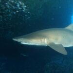 Perth: Rottnest Island Scuba Diving Day Trip-Certified Diver - The Value of This Experience