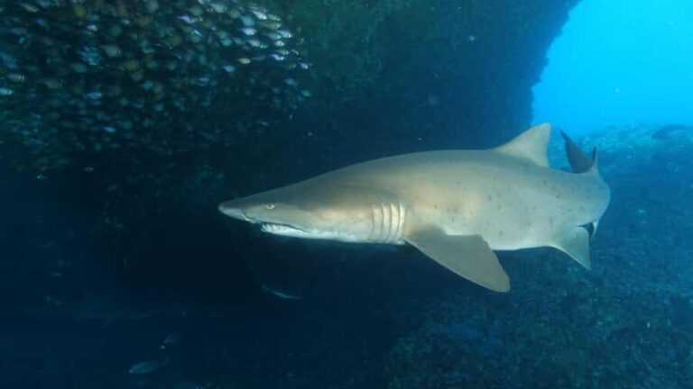 Perth: Rottnest Island Scuba Diving Day Trip-Certified Diver - The Value of This Experience