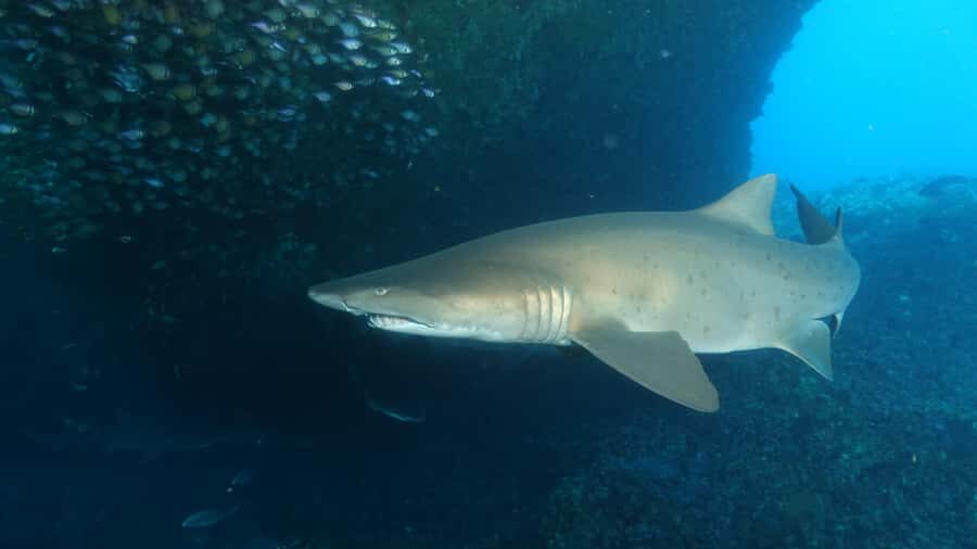 Perth: Rottnest Island Scuba Diving Day Trip-Certified Diver - The Value of This Experience