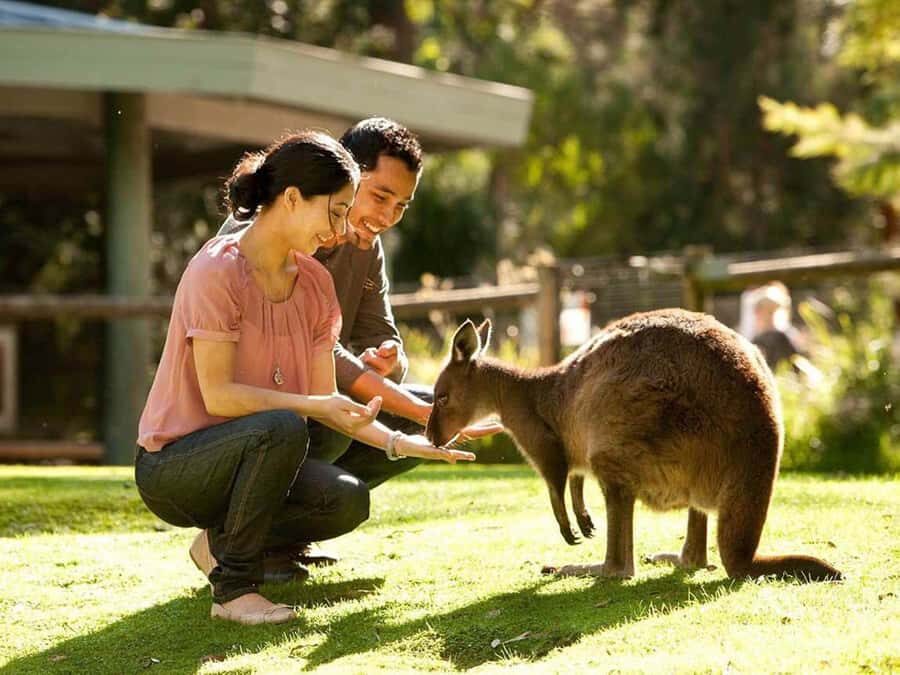 Perth Wildlife Park & City Highlights - Small Group Tours - Why This Tour Offers Great Value