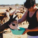 Peterborough: Alpaca Meet and Greet Experience - How the Experience Is Structured