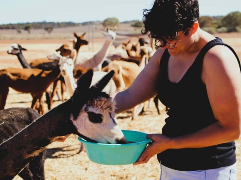 Peterborough: Alpaca Meet and Greet Experience - How the Experience Is Structured