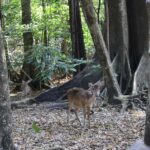 Peucang Island: 3-Day Ujung Kulon National Park EcoTour - The Itinerary in Detail