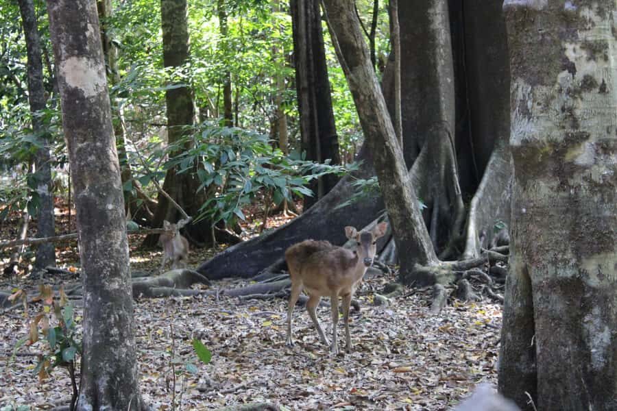 Peucang Island: 3-Day Ujung Kulon National Park EcoTour - The Itinerary in Detail