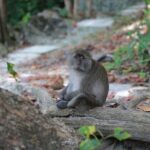 Phi Phi Island Adventure Explore Maya Bay, Pileh Lagoon and More - Practical Details That Matter