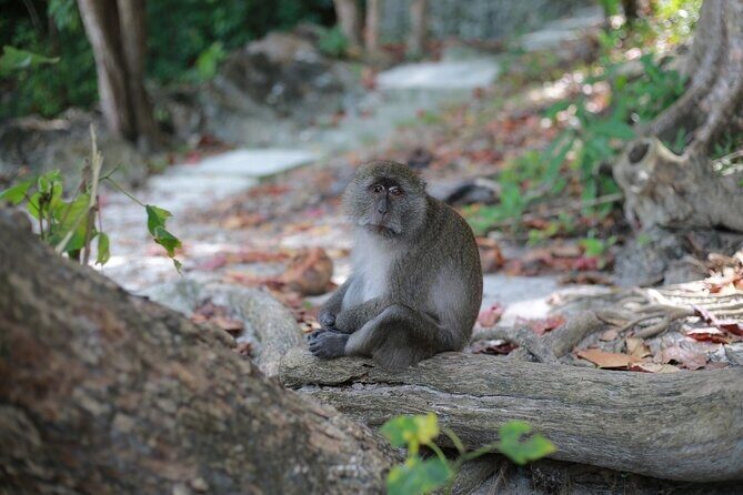 Phi Phi Island Adventure Explore Maya Bay, Pileh Lagoon and More - Practical Details That Matter