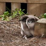 Philip Island express tour: penguin prd & wallaby spotting - The Value of This Tour