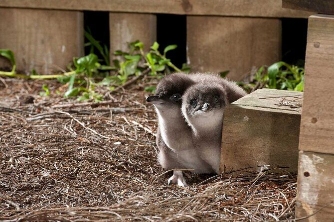 Philip Island express tour: penguin prd & wallaby spotting - The Value of This Tour