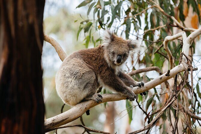 Phillip Island and Penguin Parade Private Tour - Who Would Love This Tour?