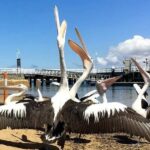 Phillip Island: Golden Hour Penguin Express Tour - The Itinerary Breakdown