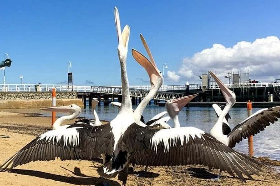 Phillip Island: Golden Hour Penguin Express Tour - The Itinerary Breakdown